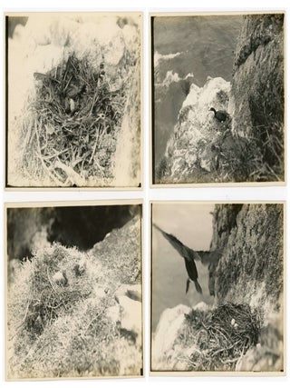 A collection of 37 photographs taken on Coronado Island - Hunting and Birding Excursion