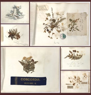 Item #21002643 Travel and Botanical Specimen Album of Frederick Beringer. F. Beringer