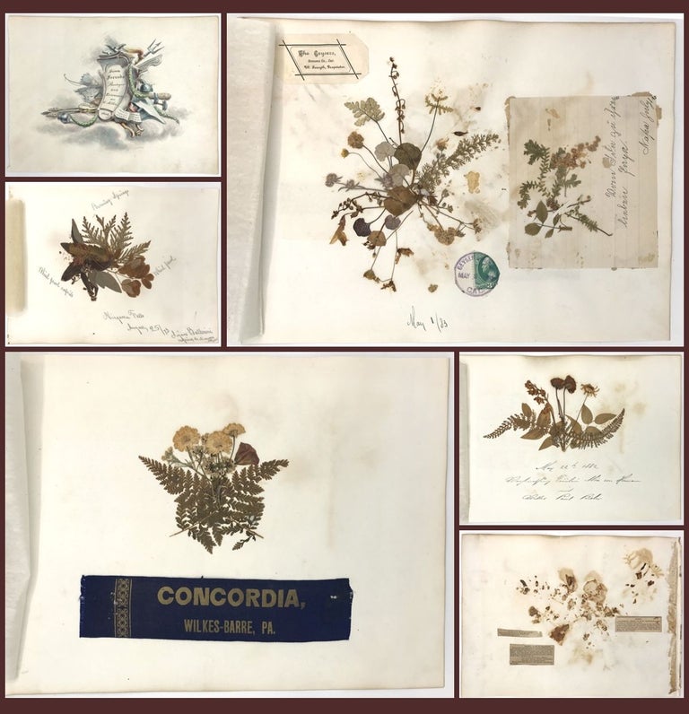 Item #21002643 Travel and Botanical Specimen Album of Frederick Beringer. F. Beringer.