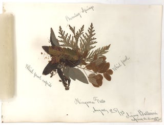 Travel and Botanical Specimen Album of Frederick Beringer