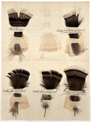 Letter from Turkey Breeder "Bird Bros" with Five (5) Feather Samples for Prize Winning Birds