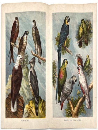 Large Birds