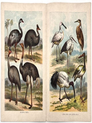 Large Birds