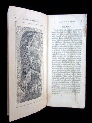 The Jungle, or child's book of wild animals.