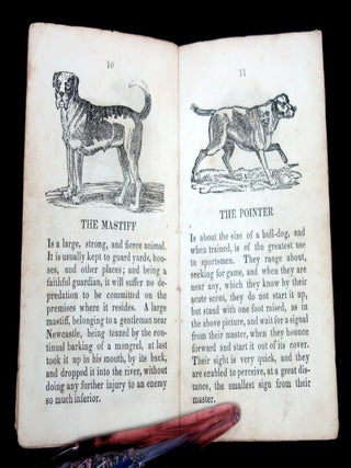 The History of Tame Beasts
