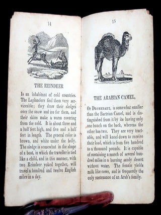 The History of Tame Beasts